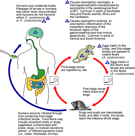 Life Cycle of Angiostrongylus