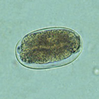 Hookworm egg 