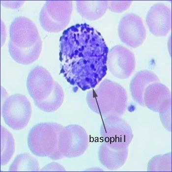 basophil