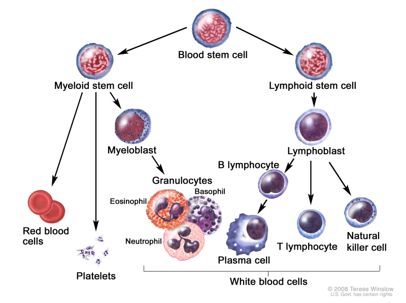 lymphocyte