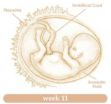 การตั้งครรภ์สัปดาห์ที่11