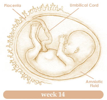 การตั้งครรภ์สัปดาห์ที่14