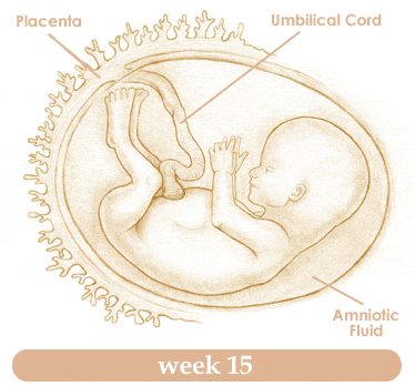 การตั้งครรภ์สัปดาห์ที่15